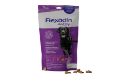 Lilafarbenes Packshot Flexadin Adult Dog